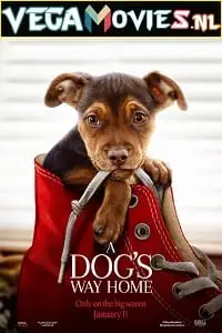 A dogs way home 2019 - vegamovies, Vegamovies0.com