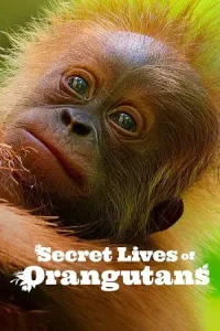 Secret lives of orangutans - vegamovies, Vegamovies0.com